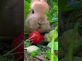 rabbit secretly eats strawberries in the strawberry field. cute rabbit. cute little pastoral pet.