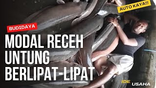 CULTIVATION OF THESE 5 TYPES OF FISH CAN MAKE YOU RICH QUICKLY | CAPITAL OF RECEH MULTIPLE PROFITS