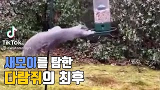 새모이를 탐한 다람쥐의 최후 ㅋㅋㅋㅋ