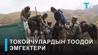 НТК: ТОКОЙЧУЛАРДЫН ТООДОЙ ЭМГЕКТЕРИ