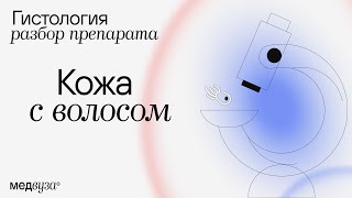 КОЖА С ВОЛОСОМ | Разбор гистологического препарата