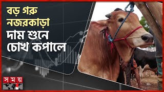 দামের তর্কে জমজমাট পশুর হাট | Qurbani Cow Haat | Munshiganj | Naogaon | Camel | Somoy TV