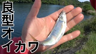 オイカワを釣って食う【やっぱり素揚げが一番おいちぃ】