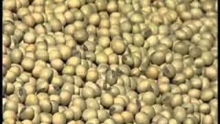 Soybeans