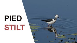 Australian Birds. Pied Stilts ( formerly Black-necked Stilt ) feeding on their long pink legs.