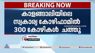 കോഴിക്കോട് കൂരാച്ചുണ്ടില്‍ പക്ഷിപ്പനിയെന്ന് സംശയം| Bird Flu