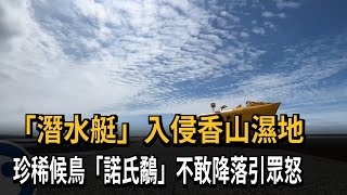 「潛水艇」入侵香山濕地　珍稀候鳥「諾氏鷸」不敢降落引眾怒－民視新聞