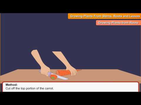 Growing plants from stems, roots and leaves Growing plants from stems, roots and leaves