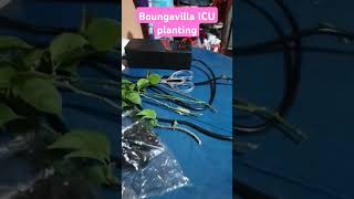 DIFFERENT COLOR OF BOUNGAVILLA PLANTS ICU PLANTING #plants #asmr #kmjslatest #trendingshorts #viral