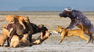 Buffalo Instant ripped lion was defeated wild animal