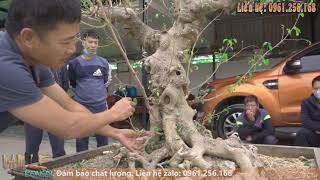 Tập 2 | Nam Lê định hình cây sanh dáng trực có đường thân rất đẹp | NamLe Bonsai