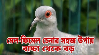 ডায়মন্ড ডাভ ছেলে মেয়ে চেনার উপায়/ diamond dove male female bangla.