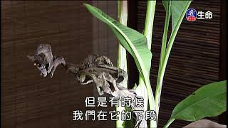 佛心花海_虛懷若谷_李麗淑老師_(lifetv_20200314_11:00)