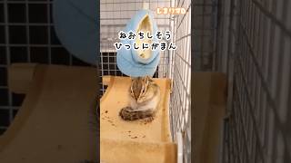 寝落ちしそうなところを必死に我慢🐿（むっく♂） #chipmunk