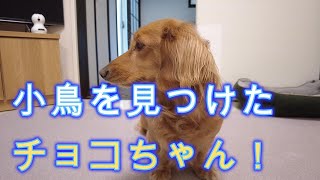 【ミニチュアダックス】フェンスの上を歩いている小鳥を見つけたチョコちゃん！