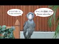 【待つこと3時間】ふたばショータイムはじまるよ〜 【夏のふたば26】shoebill futaba 2022 summer 24　2022年8月　掛川花鳥園のハシビロコウふたば