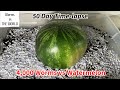 4,000 Worms vs THE WATERMELON | 50 day Time-Lapse fast Playback