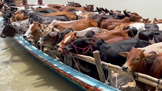 cow unloading, cow videos, cow video, big cow, goru hamba cow, Ep - 133