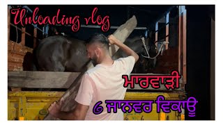 ਲੋ ਚੱਕੋ ਮਿੱਤਰੋ 6 ਮਾਰਵਾੜੀ ਜਾਨਵਰ ਨਵੇ ਲਿਆਤੇ॥ new entry 6 marwari animals♥️