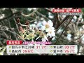 もう秋なのに‘桜’が満開！？季節外れの春も気温は“真夏日” 今週末から冷え込み本格的な秋に【高知】 21 10 13 19 30