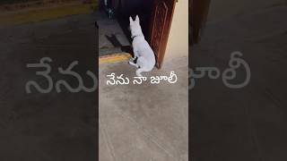 నేను నా జూలీ #dog #doglover #palleturu #varma #shorts #viralvideo #viralshorts #villagelife #video