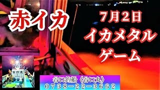 ７月２日赤イカ・イカメタルゲーム　谷口釣船《谷口丸》