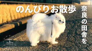 【癒し】ポメラニアンと歩く、奈良ののどかな風景。