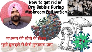 Mushroom Cultivation # Dry Bubble# How to get rid of dry bubble during mushroom cultivation