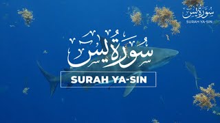 Surah Yasin (Yaseen) Full | سورۃ یس Best beautiful voice | Quran 36 | beautiful Tilawat Recitation