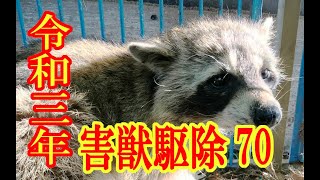 2021.6.8  害獣駆除　アライグマ#70