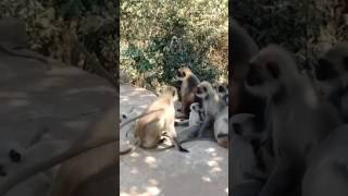 Khandagiri monkeys friendly survivability with humans