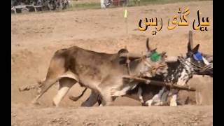 JELSA BULL RACE جلسہ بیل ریس 19 part 1 race wala game