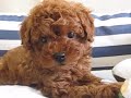 食欲旺盛・元気いっぱいのかわいいトイプードル子犬（6 19生　男の子）　愛知ペットのスマイル