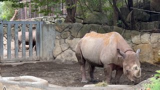 アルゴちゃんマロくんの様子をお届け【‎2024年‎】【未公開編】【上野動物園】ヒガシクロサイ