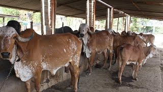 vashuki gir farm #gircow #girgaushala