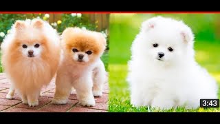 পমেরিয়ান কুকুরের দাম 🐩 Pomeranian Dog Price in Bangladesh | Teacup Puppies Price in Bangladesh