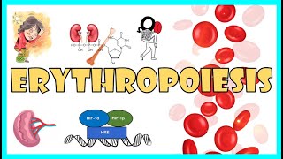 Erythropoiesis:- Steps in RBC formation, Regulation of Erythropoiesis, Lifespan & Destruction of RBC