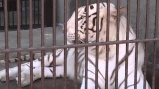 2015.7.20 宇都宮動物園☆ホワイトタイガーのアース【White tiger】_02