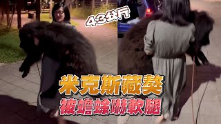 獒犬散步遇蟾蜍嚇軟腳😭媽扛43KG巨汪上車｜大狗狗｜膽小｜反差萌｜精選影片