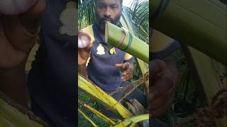 Coconut toddy tapping 🌴🌴#trending #satisfying #shorts