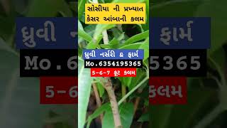 ધ્રુવી નર્સરી મો. 6354193565 #Mango #Nursery #Plant #Agri#farmer #support#organic