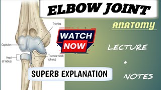 elbow joint anatomy / elbow joint  notes / elbow joint anatomy bams 1st year /elbow joint.