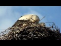 stork in the belorussian village