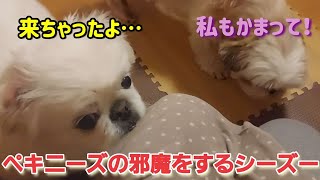 ペキニーズの邪魔をするシーズー#シーズー#ペキニーズ#犬#dog