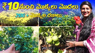 🔴2100+ Plant Varieties in one Nursery | Starting from ₹10 | Best nursery in Hyderabad