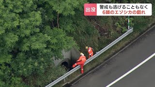 大渋滞の原因は…シカ出没で高速道路が３時間の通行止め、通勤や夏休みの移動を直撃　北海道札樽自動車道