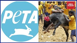 PETA Moves To SC Challenging TN Govt Allowing Jallikatu