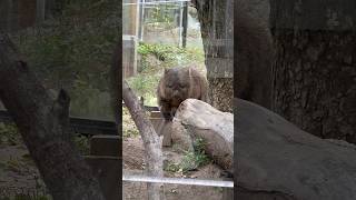 ちゃぶ台にのぼってポーズをとるのが大好きなフクちゃん❤️(五月山動物園 ウォンバット)