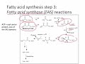 Fatty acid synthesis