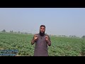 potato farming potato cultivation seeds sowing fertilizer water u0026 spray complete guide ir farm